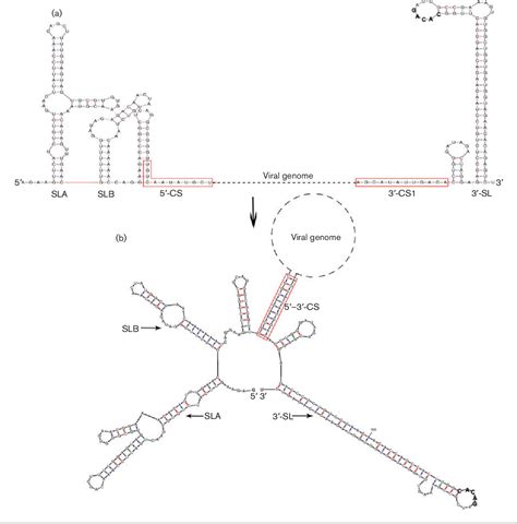 dedsv|Genomic and antigenic characterization of the newly emerging .